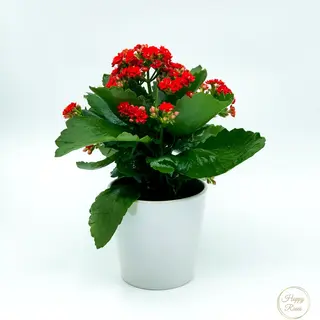 Kalanchoe