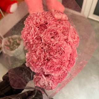 Рожева гвоздика