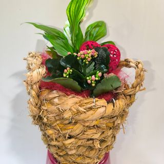 Cesta con plantas variadas 