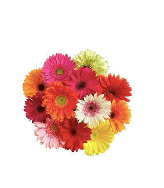 Gerbera
