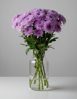 Хризантема лавандова