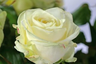 Rosa bianca singola confezionata