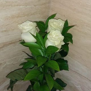 Rosas Blancas 3 Unidades