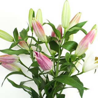 Bukiet Lilia  3 szt.