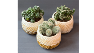 Kaktus w doniczce ceramicznej