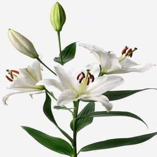 Lilium Blanco Unidad