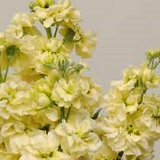 Матіола лимонна