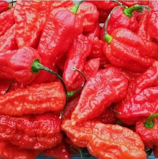 Sos ostry z papryczek ghost pepper 80ml