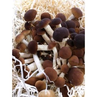 Funghi chiodini
