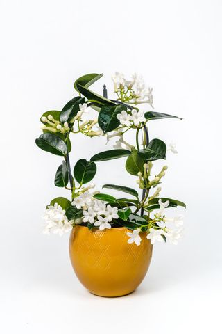 Stephanotis - Iasomia de Madagascar