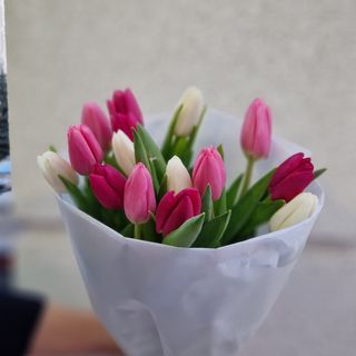 Тюльпан 15 шт