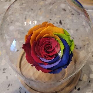 Trandafir criogenat curcubeu clasic