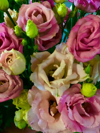 Eustoma do wazonu (3 szt )