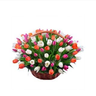 Arlecchino – Cesto 50 Tulipani Colorati