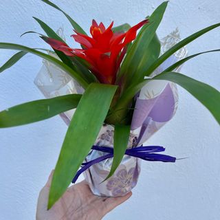 __bromelia