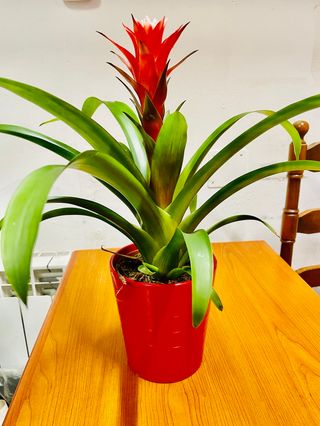 Bromelia Rosso