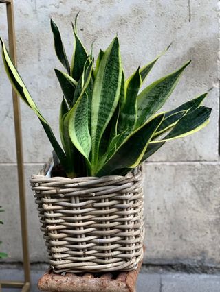 Sansevieria