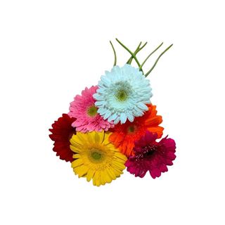 Gerberas | Cores Variadas