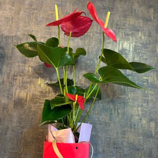 Anthurium+punga transport