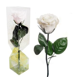 Rosa Blanca Eterna Tallo corto
