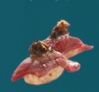 57. Nighiri tonno tartufo - 2 pezzi