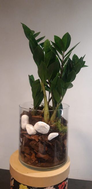 15 Pianta di Zamia in vaso di vetro