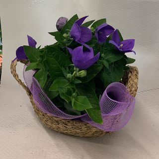 Campanula pianta con Cesto corda 