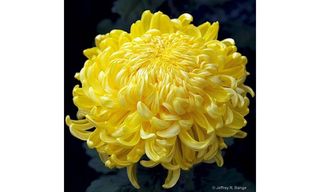 ქრიზანთემა ყვითელი 1 ცალი