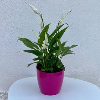 __spatiphilium Con Macetero