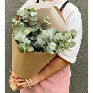 ევკალიპტი