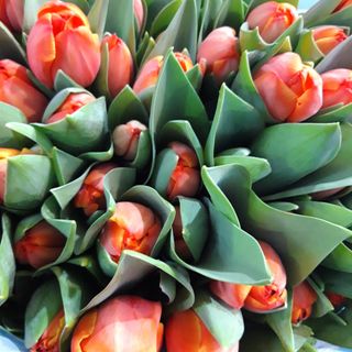 10 Tulipani arancio
