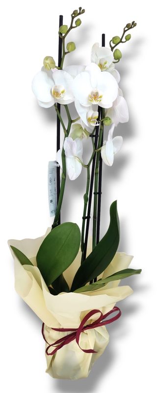 Orquidea