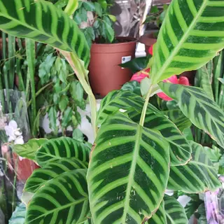 Pianta di amaranta 