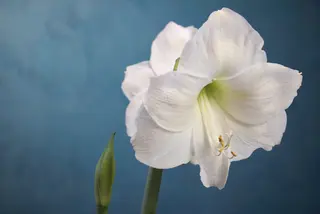 Amarillo (Amaryllis) 1 pezzo 