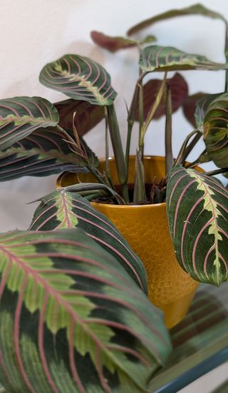 Maranta