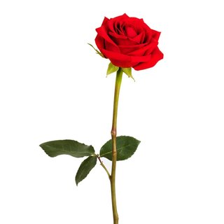 Rosa Vermelha