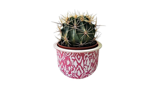 Gymnocalycium kaktus sa keramičkom saksijom