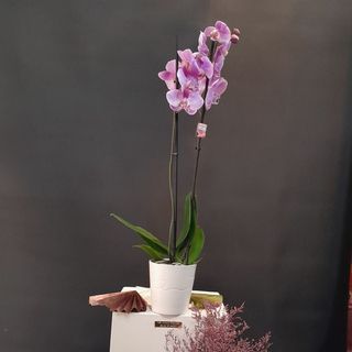 Orchidée mauve