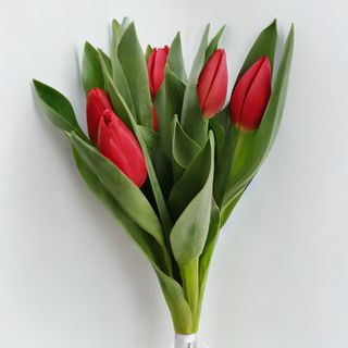 Tulipa
