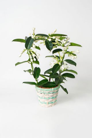 Jasmin