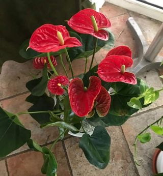 Anthurium