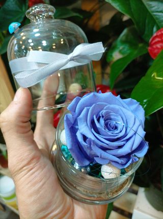 Dehidrirana ruža u staklenom zvonu