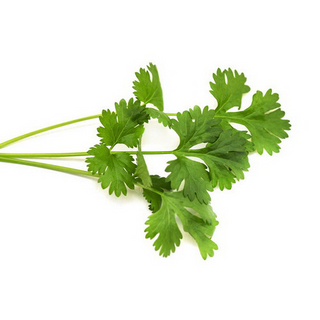 Cilantro Manojo