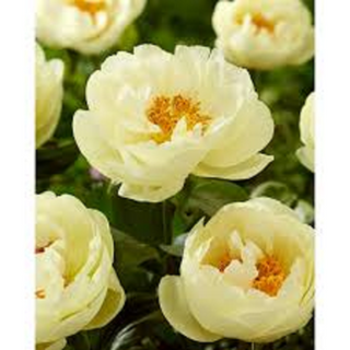 Піон лимонного кольору (великий бутон)