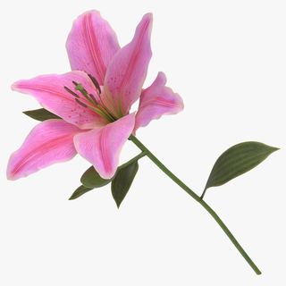 Lilium Rosa Unidad