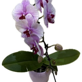 Orchidea cascade rosa 