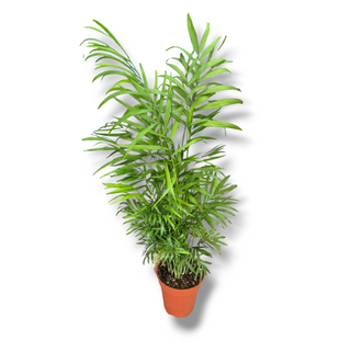 Chamaedorea