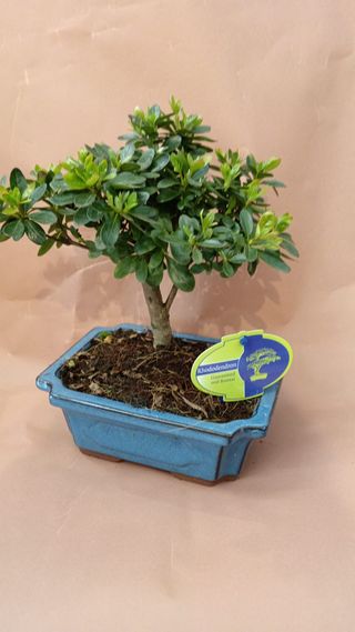Bonsai Azalea