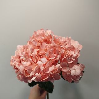 Гортензія (мікс) 