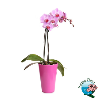 Pianta di orchidea phalaenopsis rosa